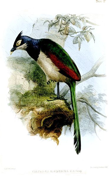 Neomorphus rufipennis