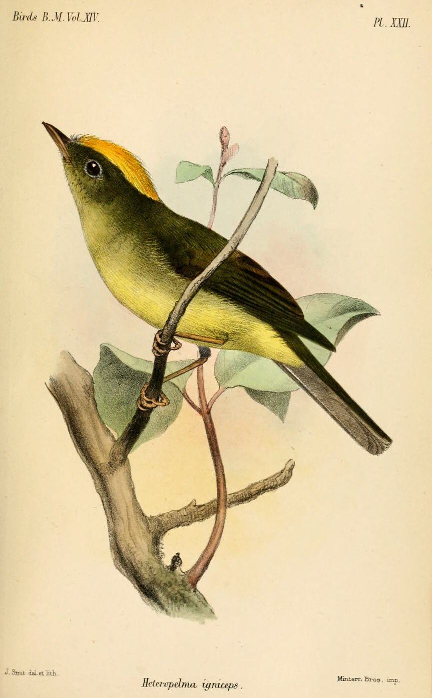 Neopelma chrysocephalum