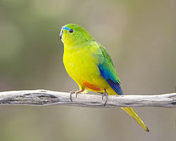Neophema chrysogaster