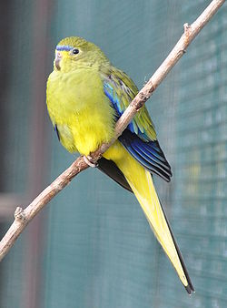 Neophema elegans