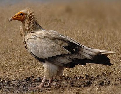 Neophron percnopterus