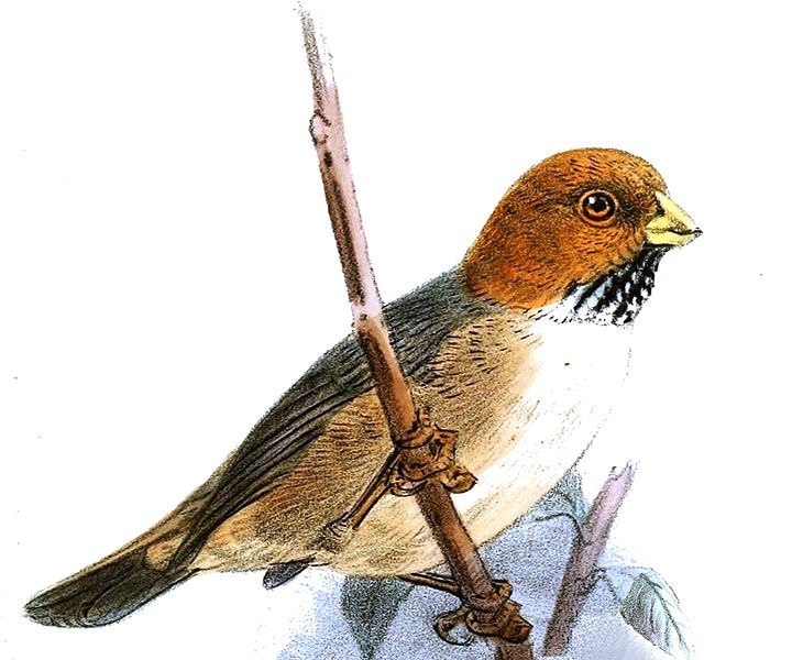 Neosuthora davidiana