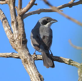 Neothraupis fasciata