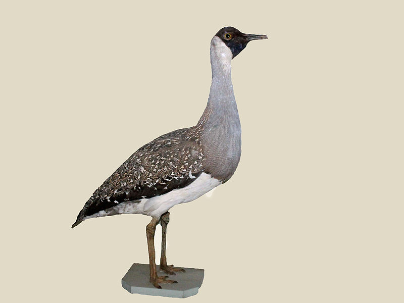 Neotis heuglinii