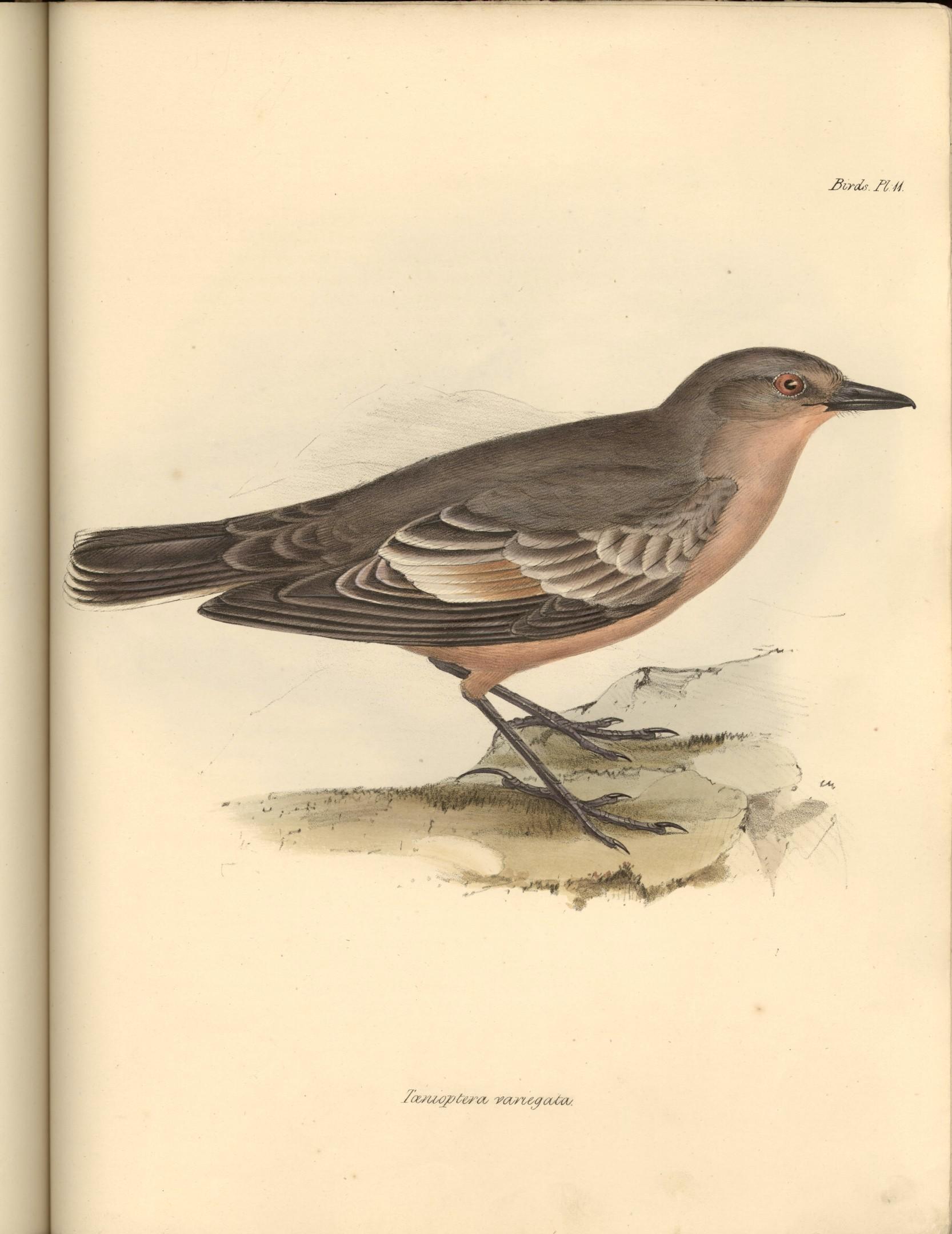 Neoxolmis rufiventris