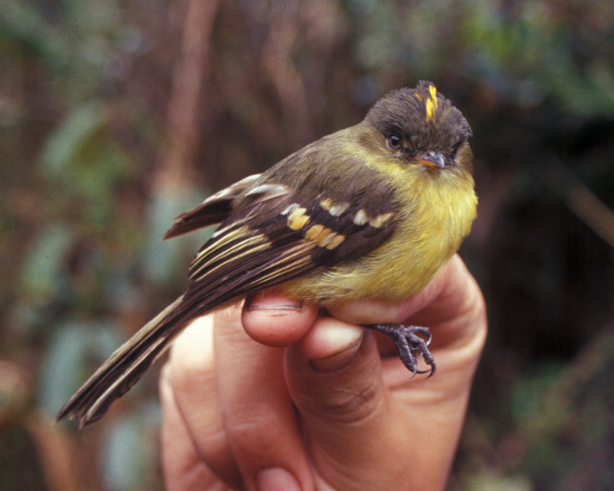 Nephelomyias lintoni