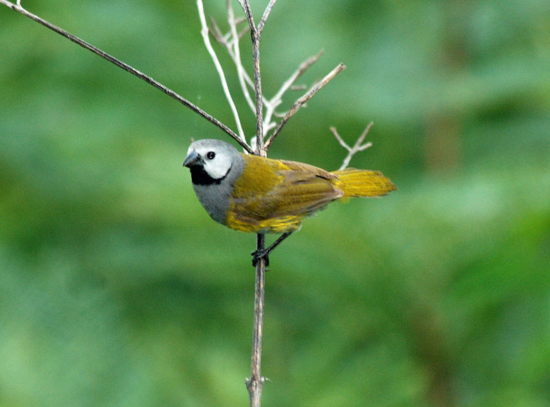 Nesocharis capistrata