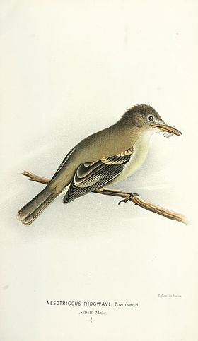 Nesotriccus ridgwayi