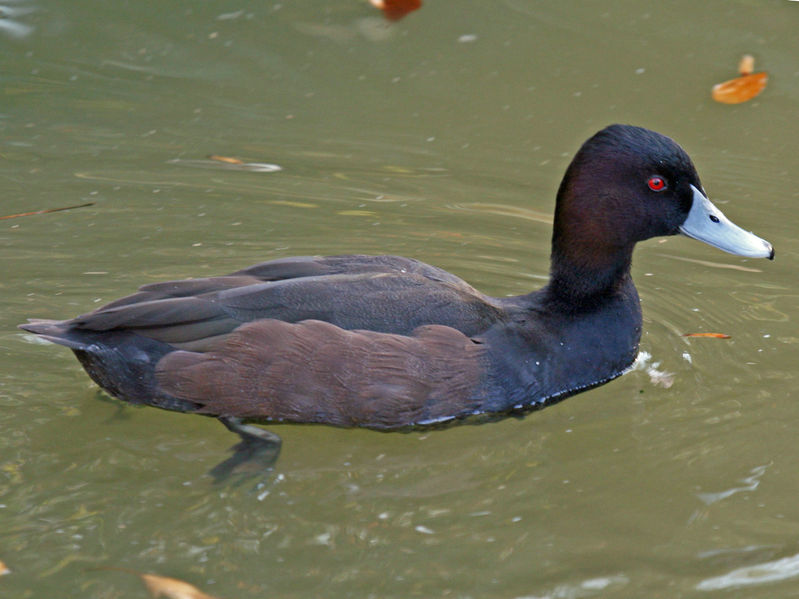 Netta erythrophthalma