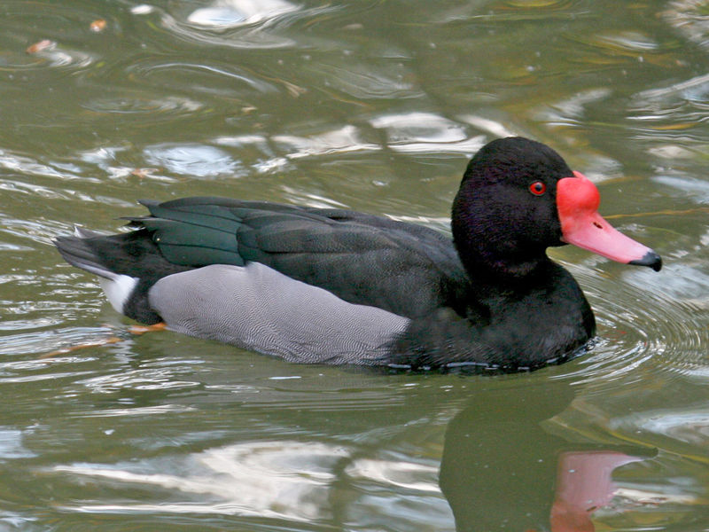 Netta peposaca
