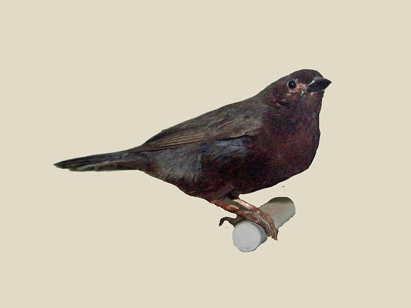 Nigrita bicolor