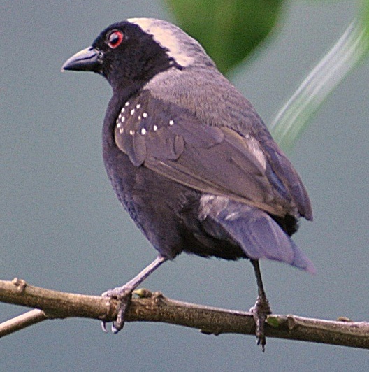 Nigrita canicapillus