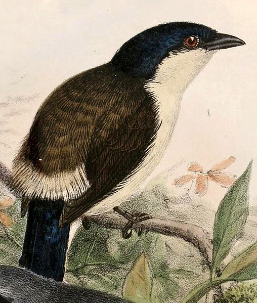 Nigrita fusconotus