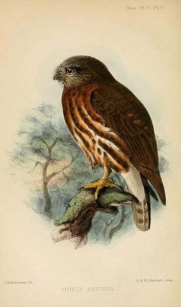 Ninox affinis