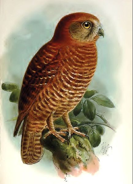 Ninox natalis