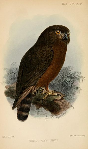 Ninox obscura