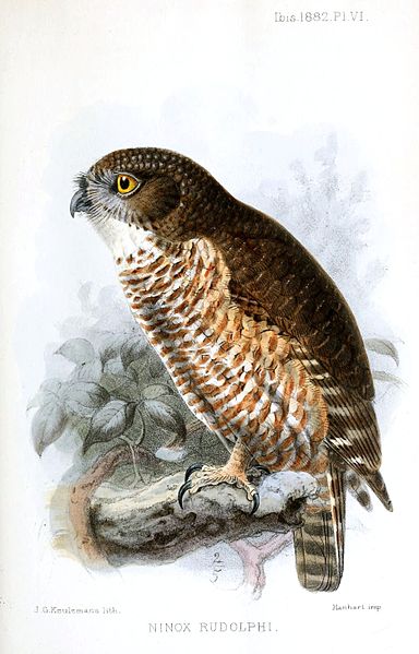 Ninox rudolfi