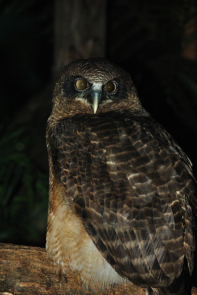 Ninox rufa
