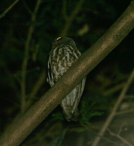 Ninox scutulata
