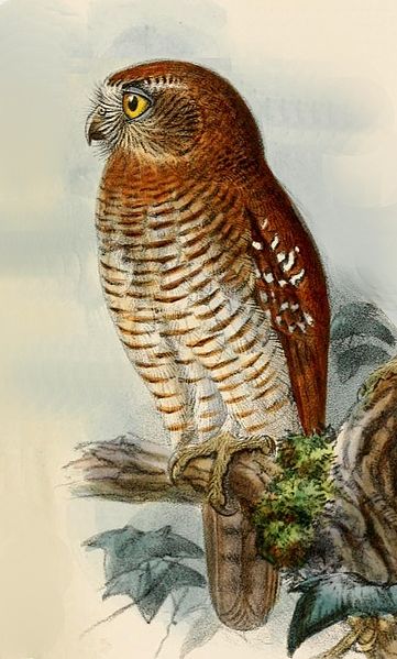 Ninox squamipila
