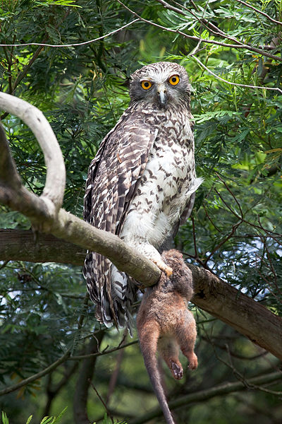 Ninox strenua
