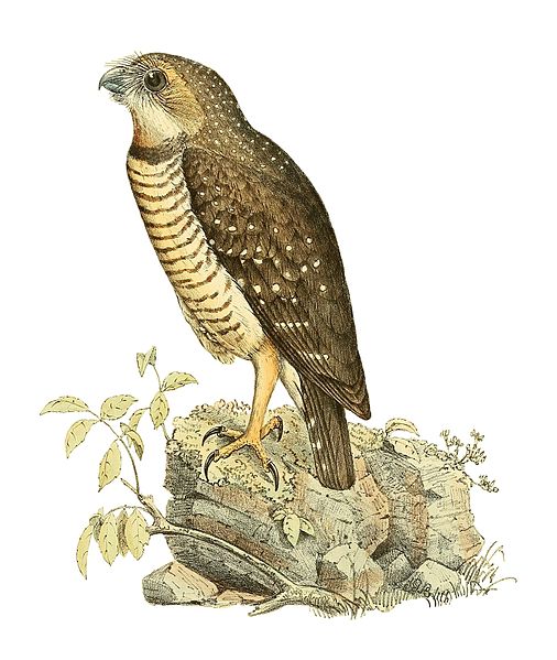 Ninox superciliaris