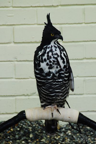 Nisaetus alboniger