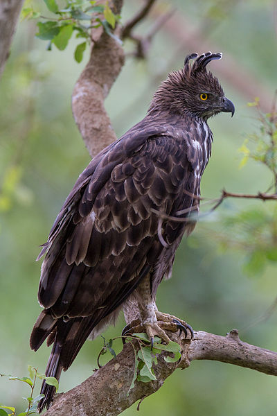 Nisaetus cirrhatus