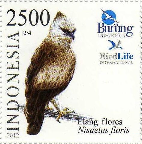 Nisaetus floris