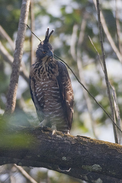 Nisaetus kelaarti