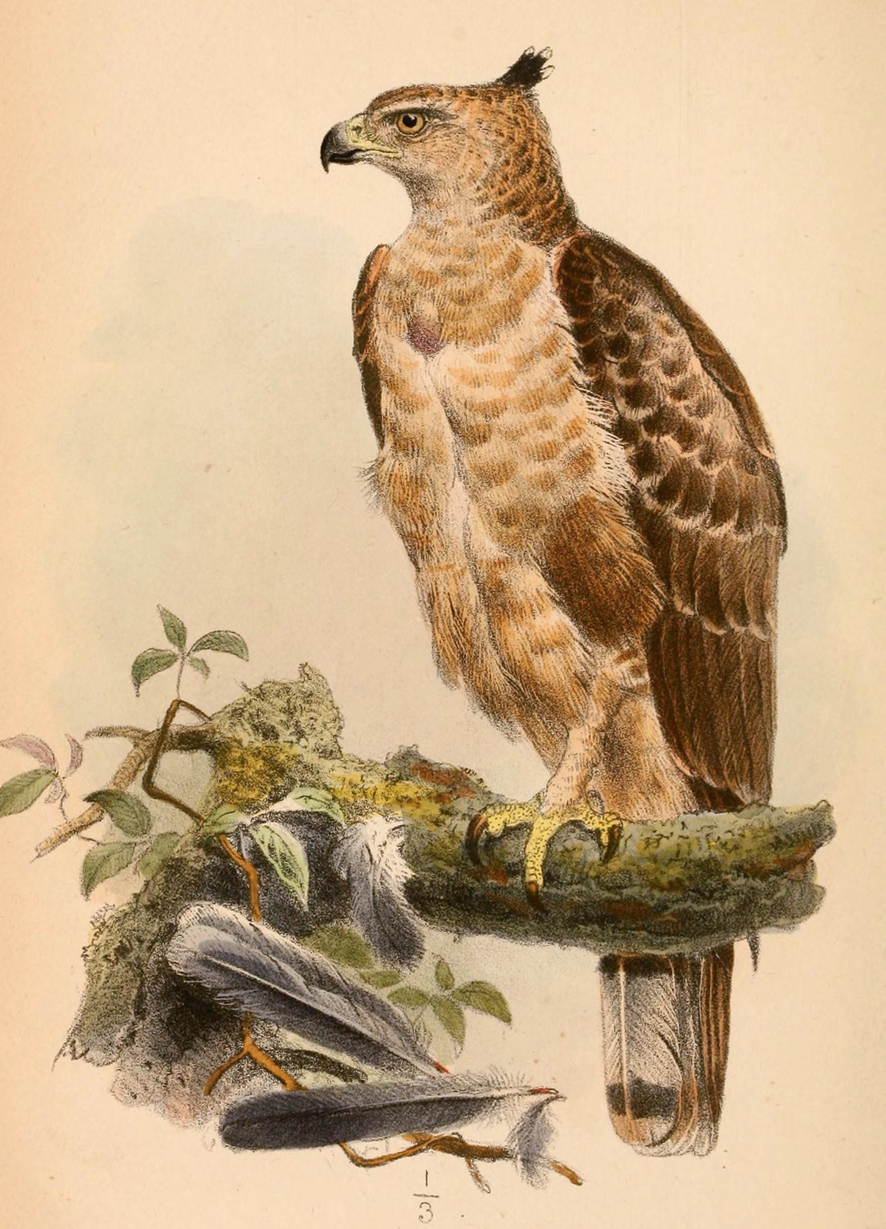 Nisaetus nanus