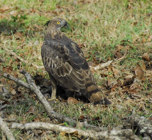 Nisaetus nipalensis
