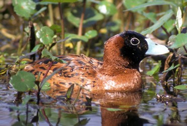 Nomonyx dominicus