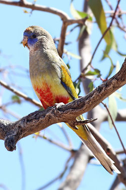 Northiella haematogaster