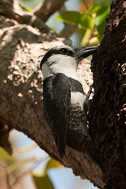 Notharchus hyperrhynchus