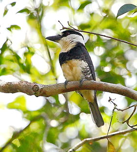 Notharchus macrorhynchos