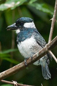 Notharchus pectoralis