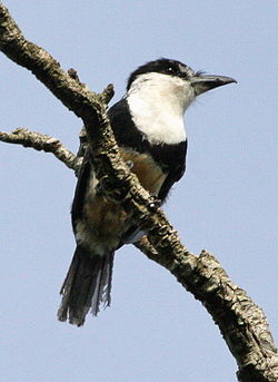 Notharchus swainsoni