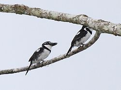 Notharchus tectus