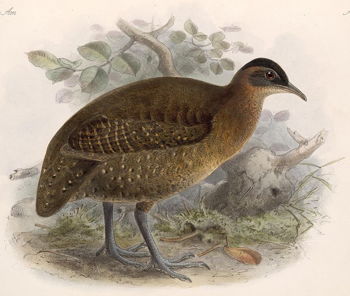 Nothocercus bonapartei