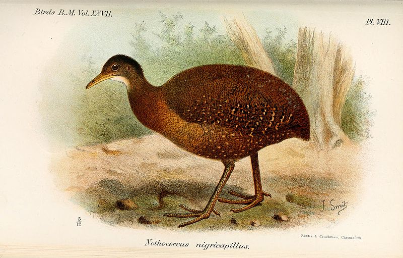 Nothocercus nigrocapillus
