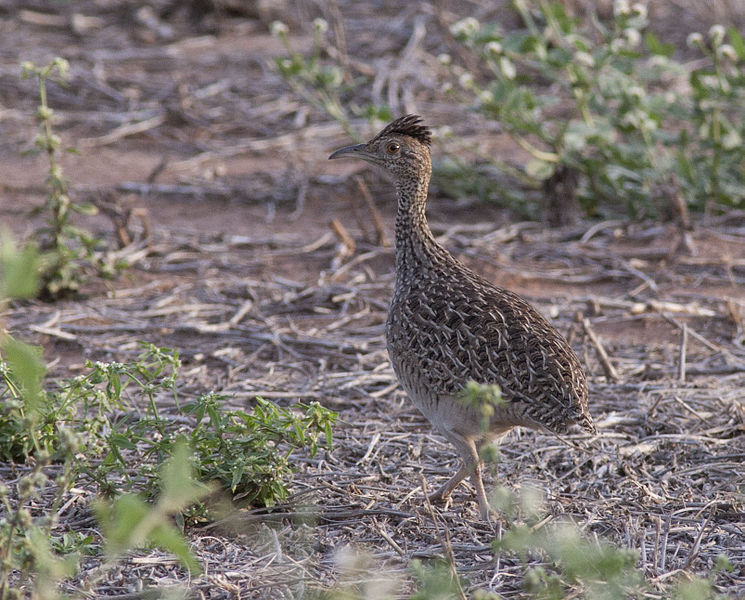 Nothoprocta cinerascens