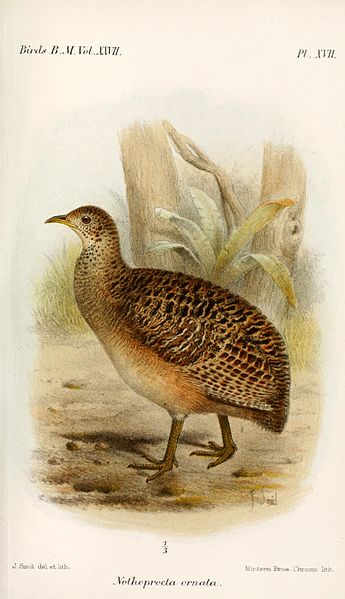 Nothoprocta ornata