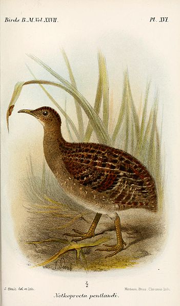 Nothoprocta pentlandii