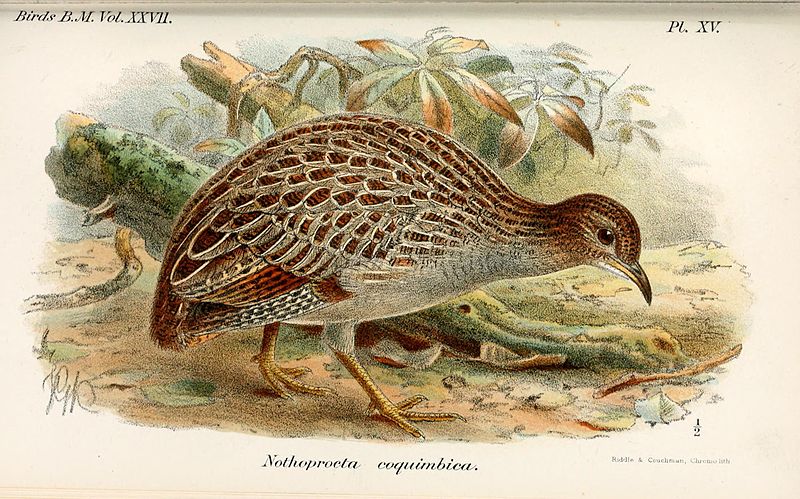 Nothoprocta perdicaria