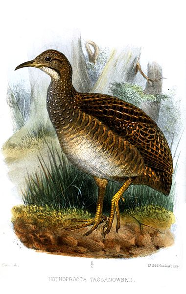 Nothoprocta taczanowskii
