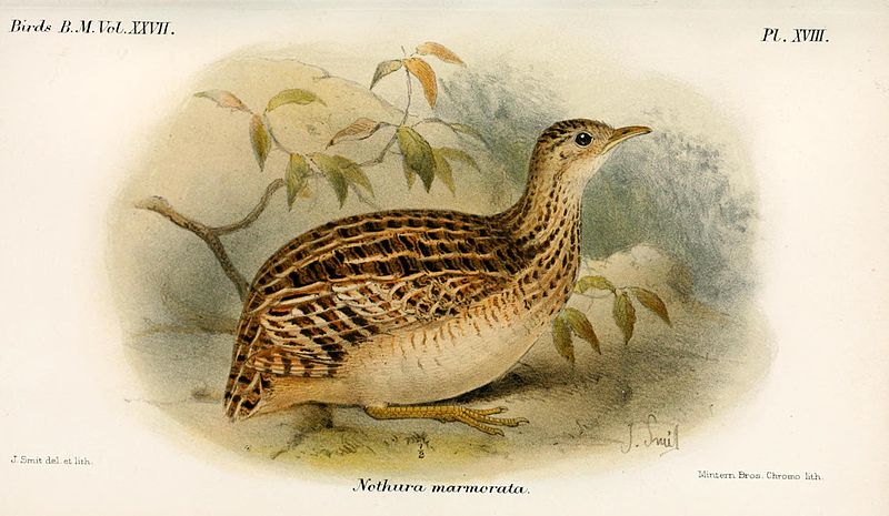 Nothura boraquira