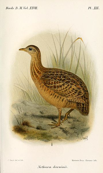 Nothura darwinii