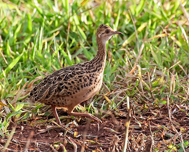 Nothura maculosa