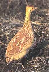 Nothura minor